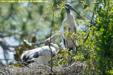 wood stork nest